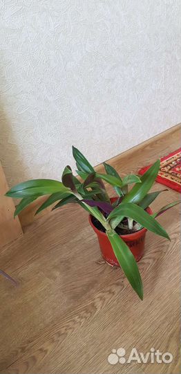 Рэо (Адамов цветок)