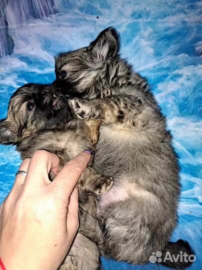 Щенки пекинеса