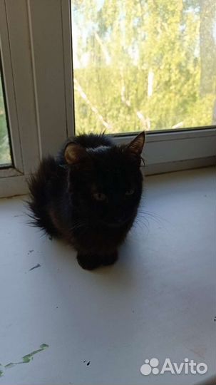 Кошка в дар бесплатно