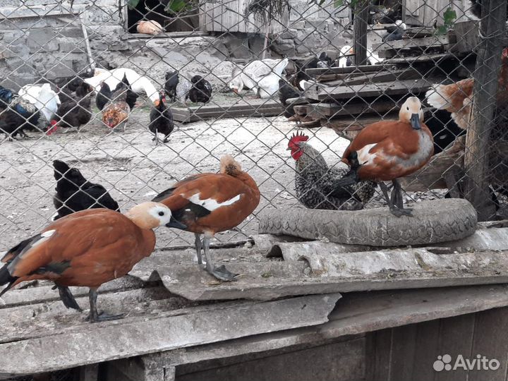 Продаются огоря