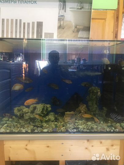 Аквариум с рыбами