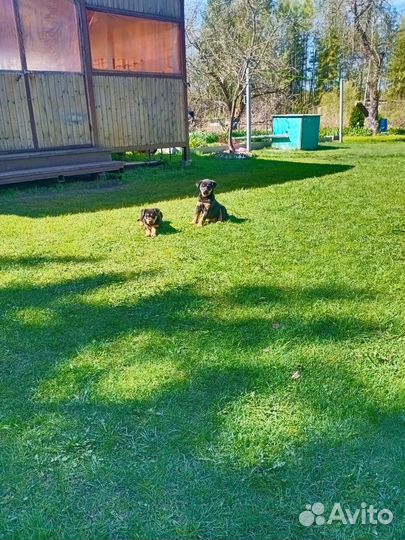 Щенки ротвейлера