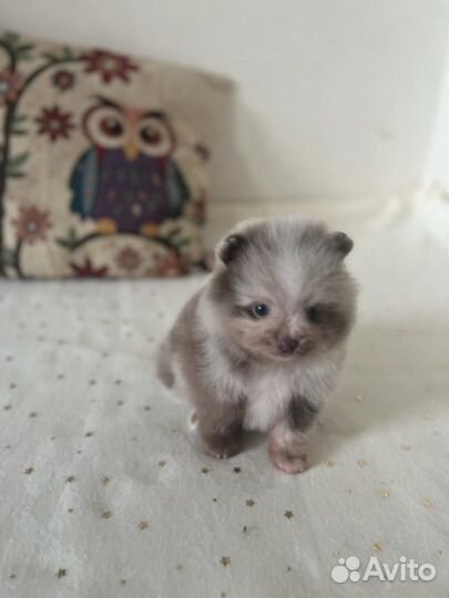 Девочка померанского шпица лиловый мрамор (мерле)