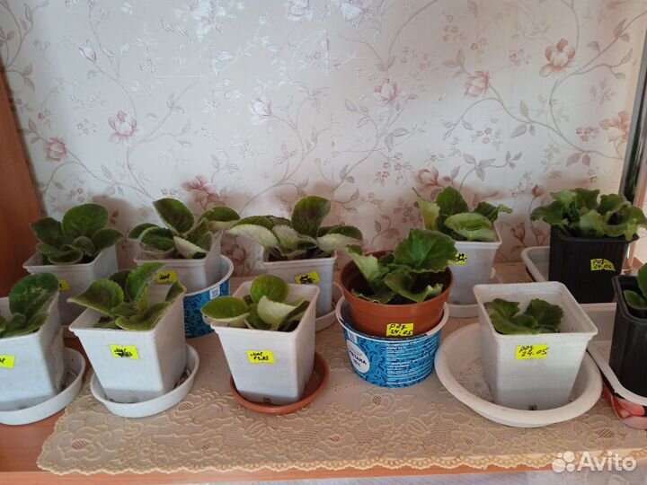 Комнатные цветы