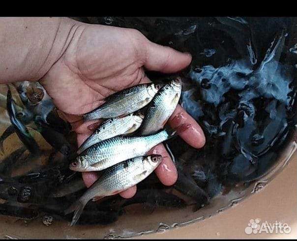 Живец плотва