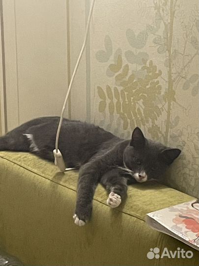Домашние животные кошки