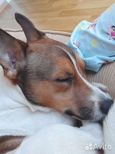 Собака мальчик вязка