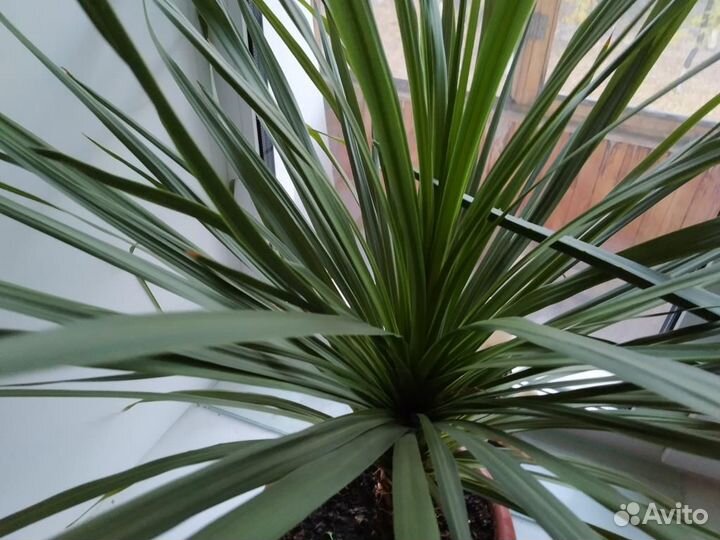 Юкка нитевидная