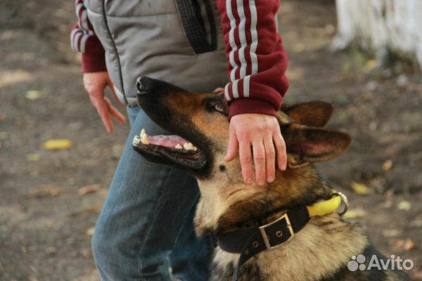 Дрессировка собак. Пермь