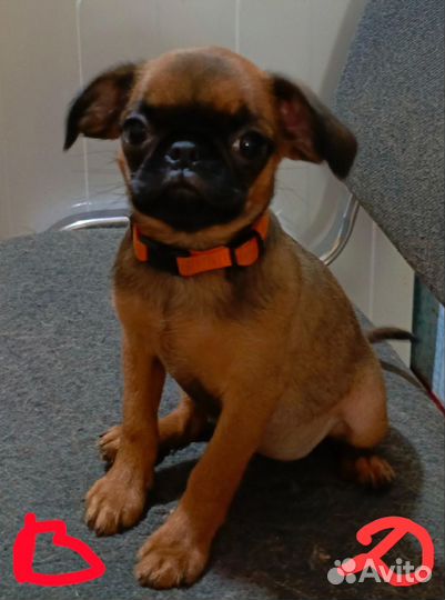 Пти-Брабансончики