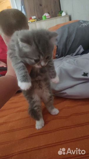 Кошка в дар бесплатно