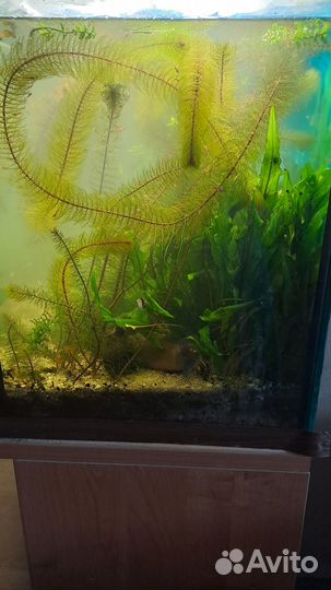 Криптокорина, перистолистник и др