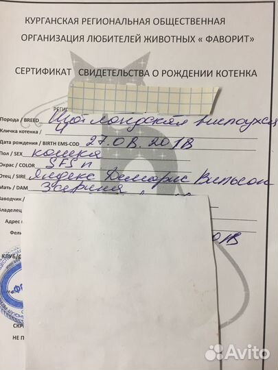 Шотландская вислоухая