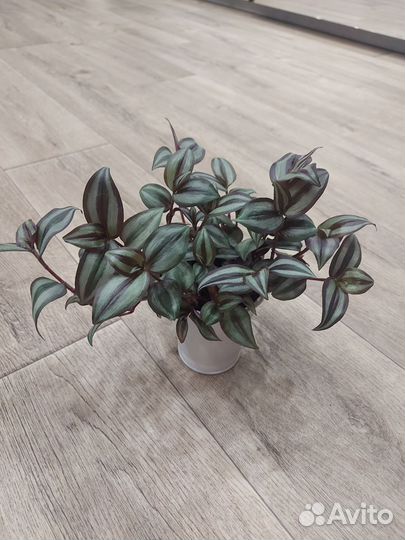 Фиалки,каллизия розовая пантера,традесканция и т.д