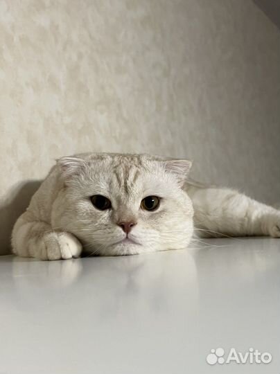 Вязка шотландец ищет даму