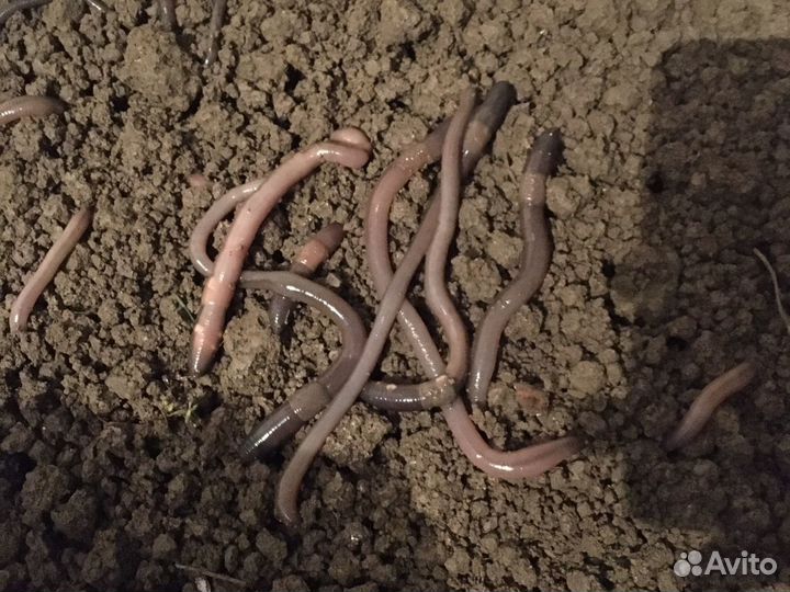 Черви для рыбалки