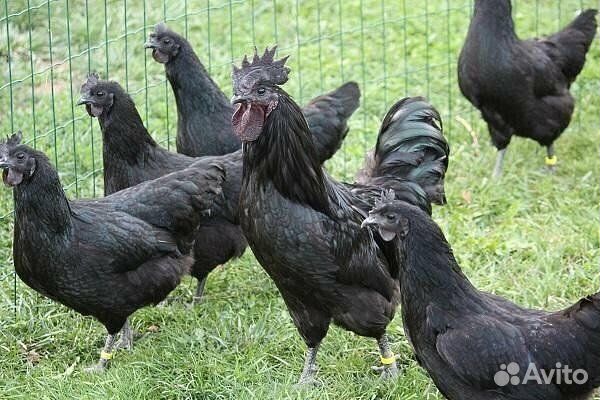 Ухейилюй семья