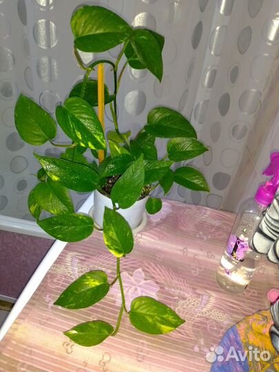 Сциндапсус золотистый обновлено 9 октября