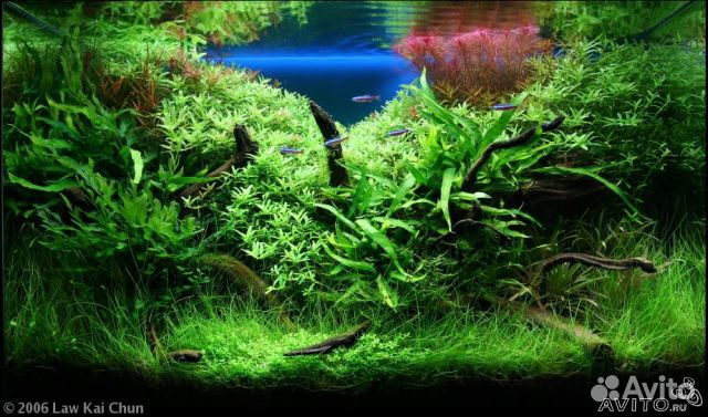 Обслуживание аквариумов