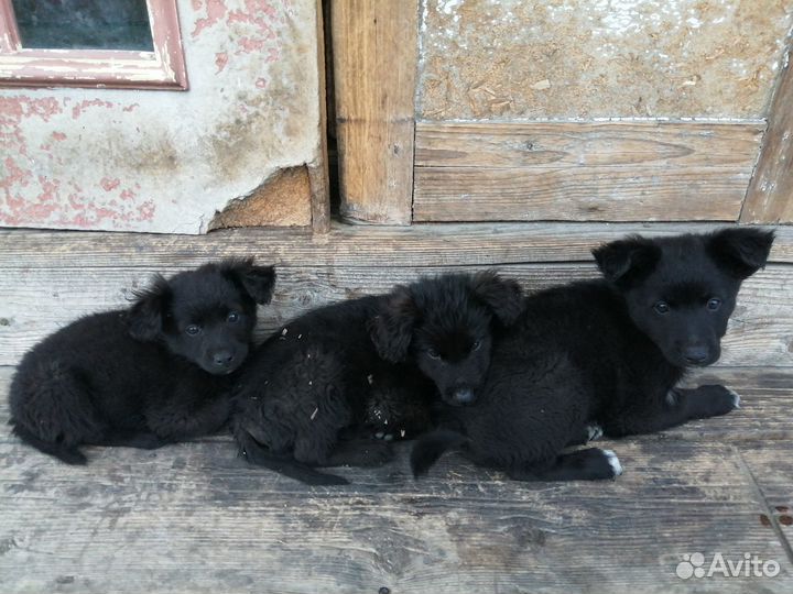 Щенки бесплатно