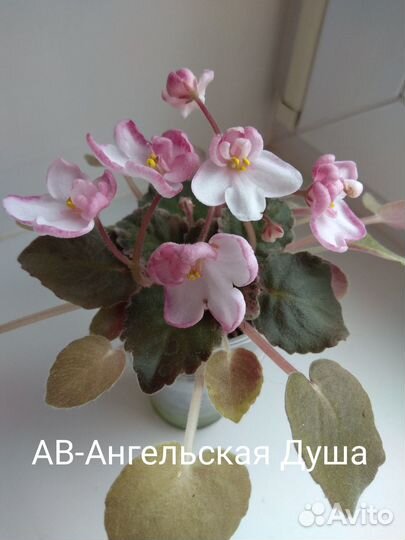 Детки сортовых фиалок