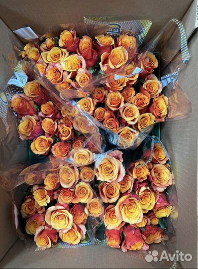 Цветы розы оптом