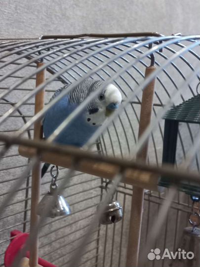 Попугай с клеткой