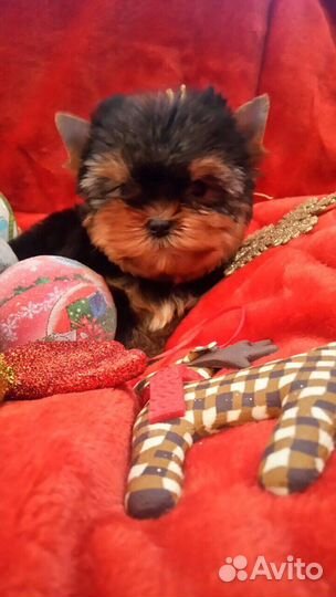 Йоркширский терьер