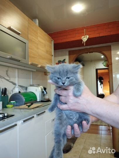 Кошки в добрые руки