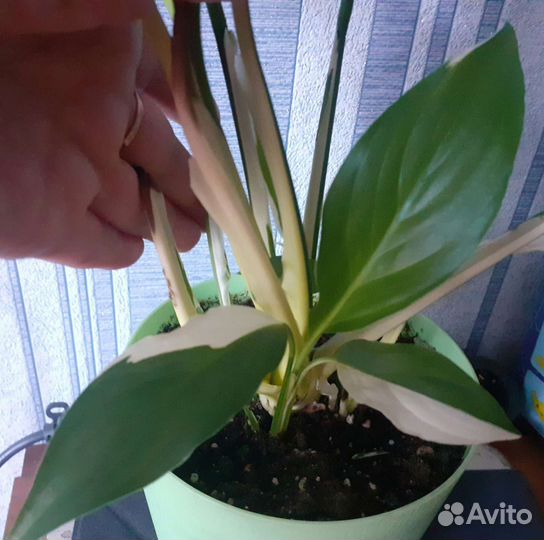 Спатифиллумы разных сортов