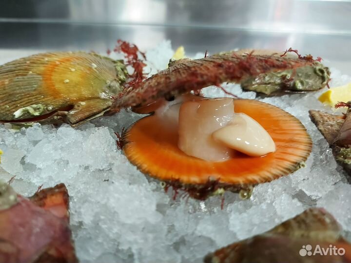 Гребешок красный живой