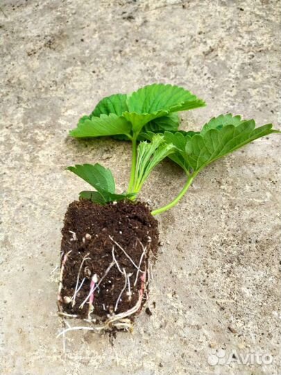 Саженцы крупноплодной клубники Кисс Неллис