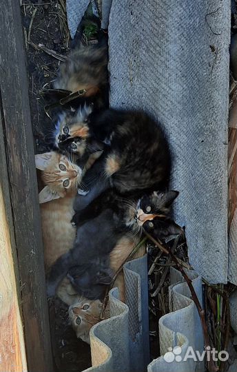 Котята в добрые руки бесплатно