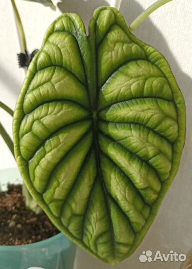 Алоказии детки, клубни