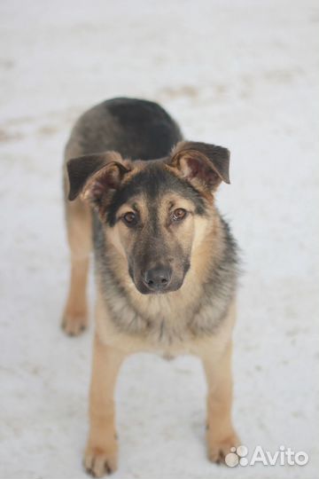 Дружок ищет дом