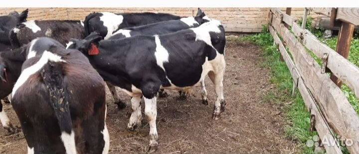 Телята бычки на откорм