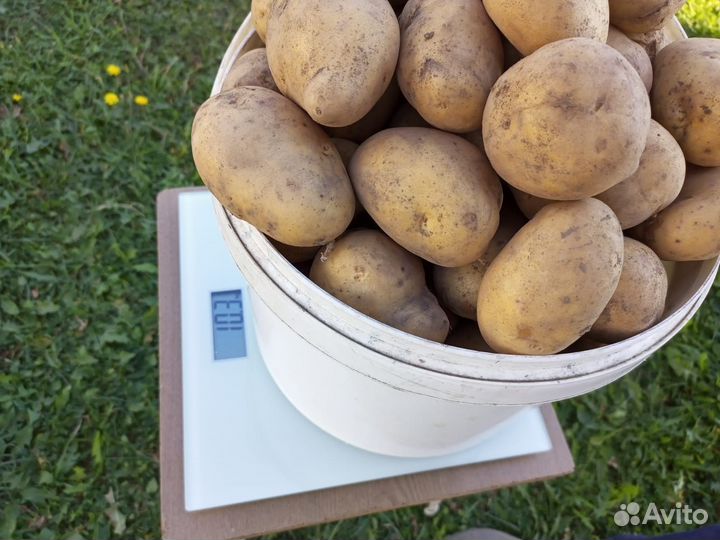 Картофель фермерский