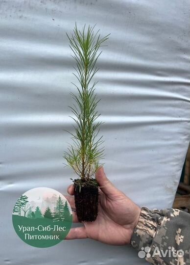 Сеянцы зкс Сосна окс Ель Лиственница Горная