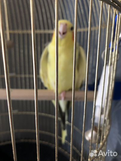 Попугай Корэлла