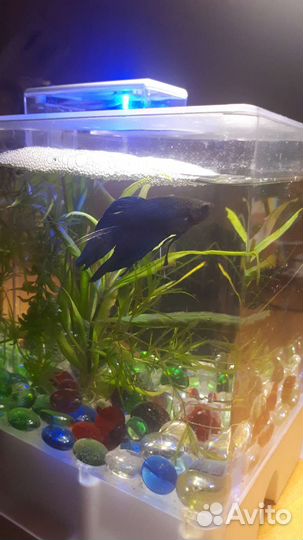 Аквариумное растение, водоросли аквариум