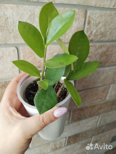 Замиокулькас