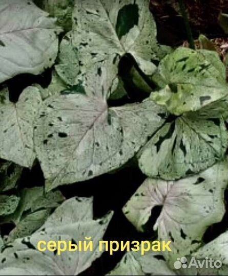 Сингониумы