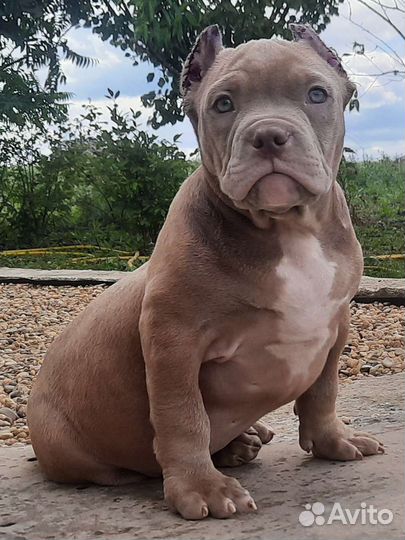 Американский булли щенки мерль