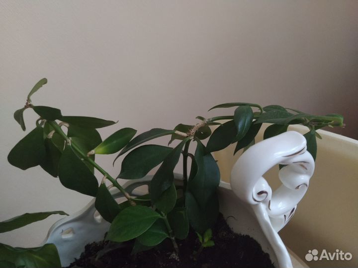 Эсхинантус