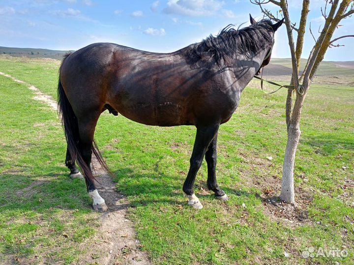 Лошадь жеребец