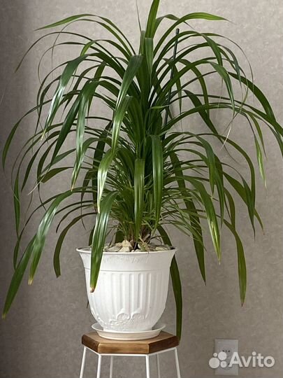 Пальма винтовая панданус
