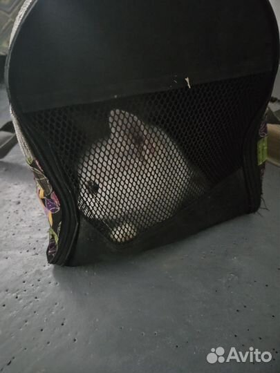 Кошка в дар