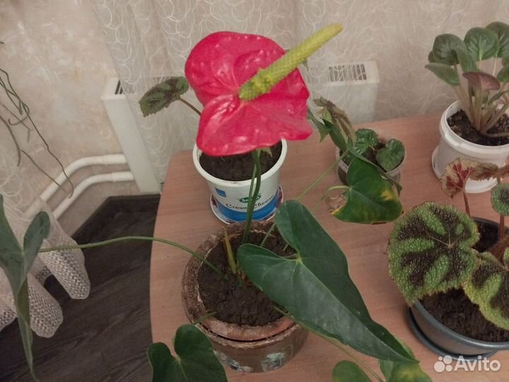 Спатифиллум мужское счастье