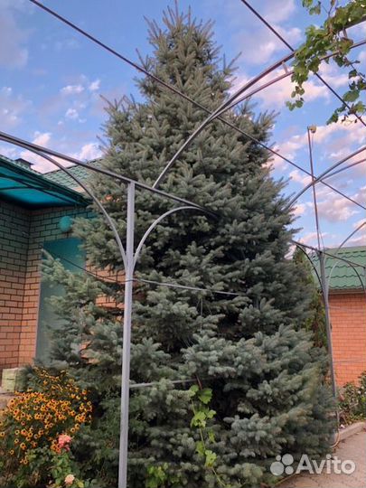 Ель (канадская) голубая, 7 м