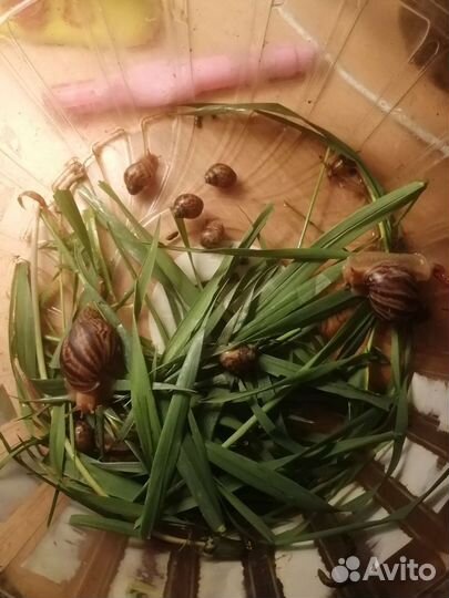 Улитка ахатину иммакулята